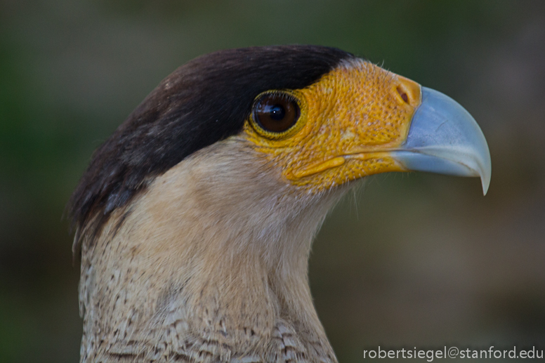 southern crested caracara